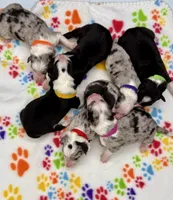 Red Collar Blue Merle F, a female Border Collie for sale in Inman, SC – Photo 1 of 6