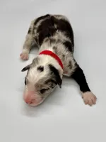 Red Collar Blue Merle F, a female Border Collie for sale in Inman, SC – Photo 2 of 6