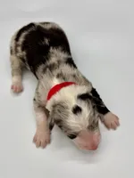 Red Collar Blue Merle F, a female Border Collie for sale in Inman, SC – Photo 5 of 6