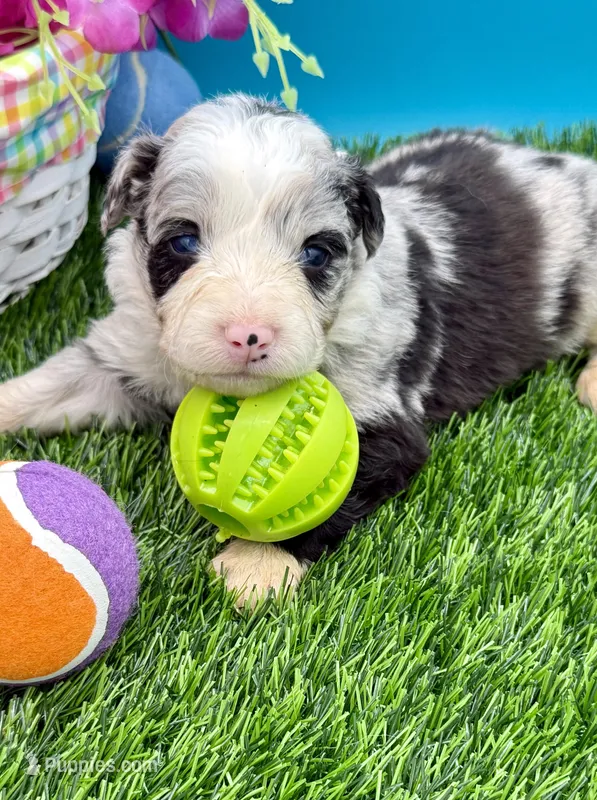 Red Collar Blue Merle F – Border Collie puppy for sale in Inman, SC
