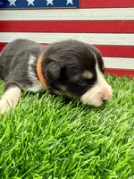Orange Collar B&W Tri Female, a female Border Collie for sale in Inman, SC – 1 of 7