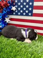 Purple collar B&W male, a male Border Collie for sale in Inman, SC – 2 of 7