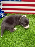 Yellow collar B&W Tri female, a female Border Collie for sale in Inman, SC – 5 of 7