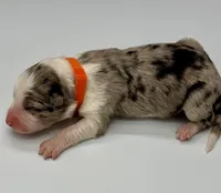 Orange Collar Blue Merle F, a female Border Collie for sale in Inman, SC – Photo 2 of 6