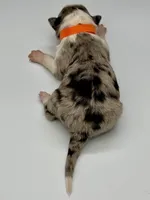 Orange Collar Blue Merle F, a female Border Collie for sale in Inman, SC – Photo 3 of 6