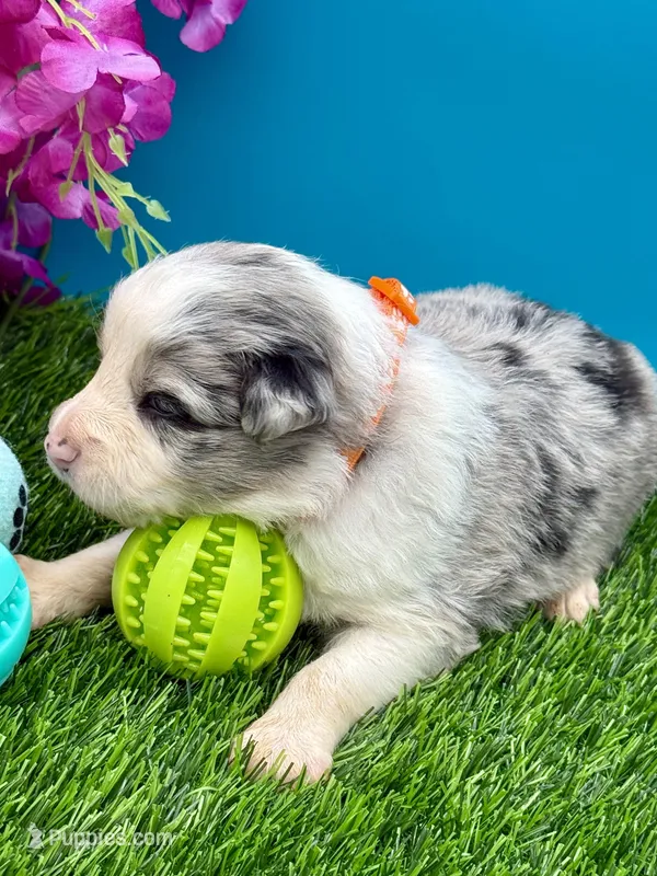 Orange Collar Blue Merle F – Border Collie puppy for sale in Inman, SC