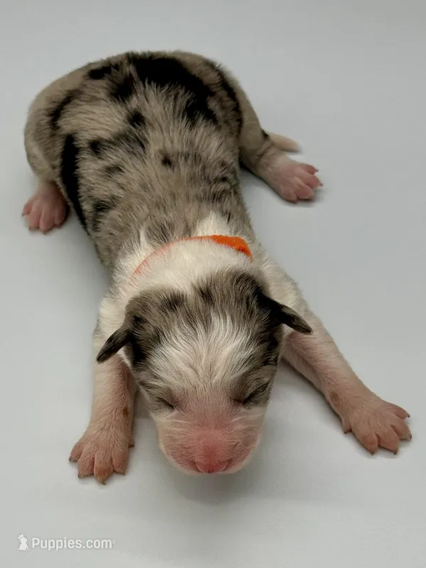 Orange Collar Blue Merle F – Border Collie puppy for sale in Inman, SC