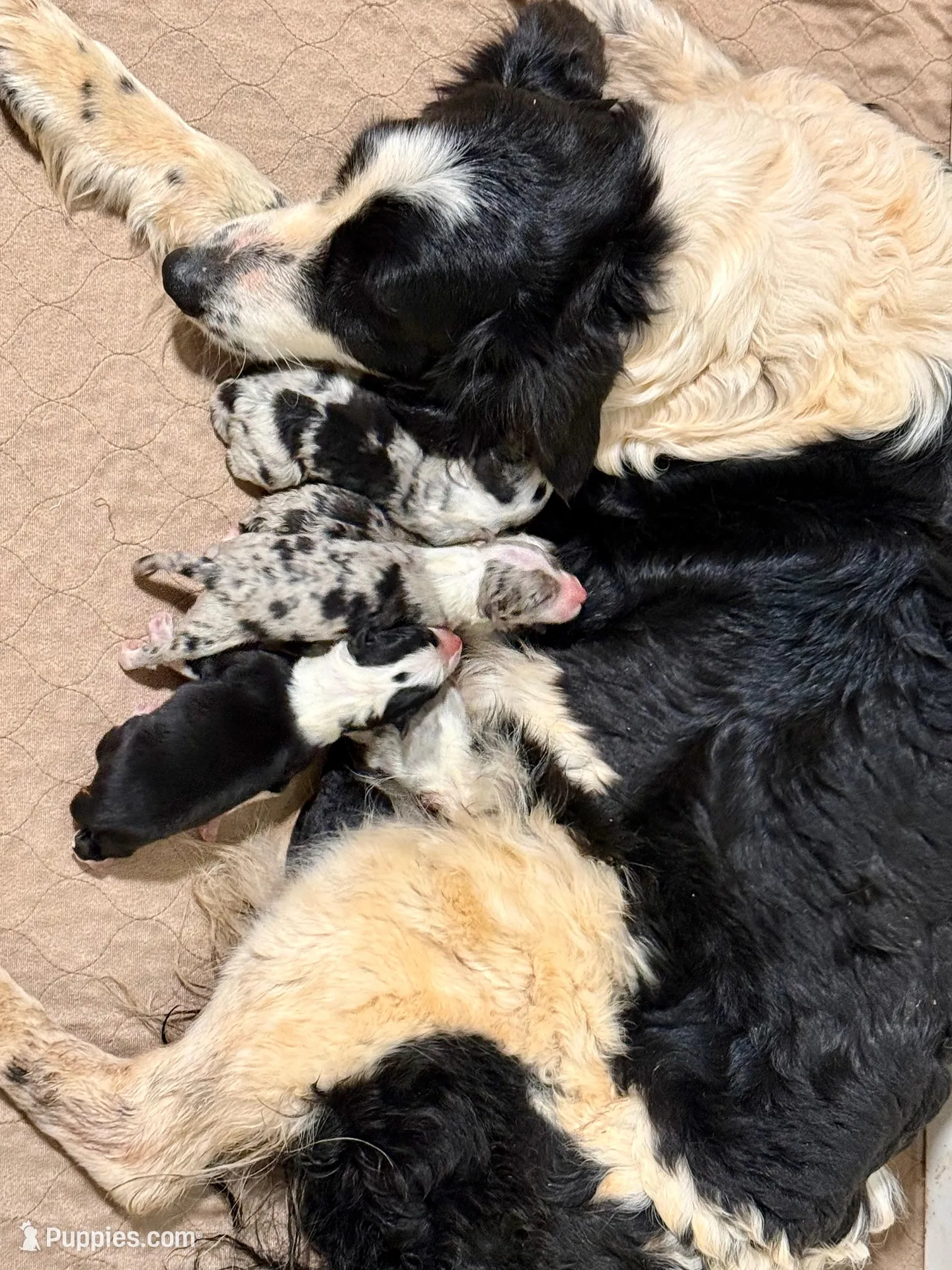 Red Collar Blue Merle F, a female Border Collie for sale in Inman, SC – Photo 6 of 6