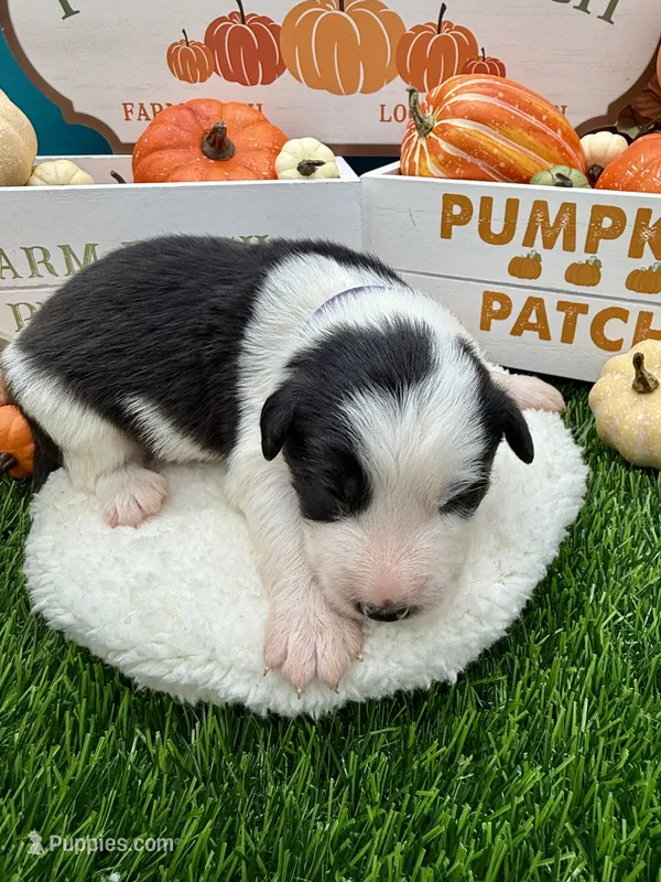 Black/White Male Purple collar – Border Collie puppy for sale in Inman, SC