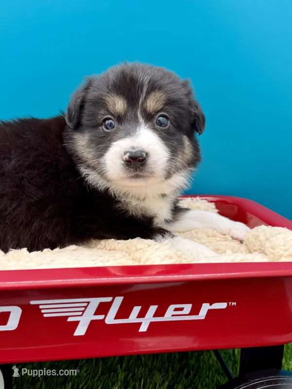 Yellow collar B&W Tri female – Border Collie puppy for sale in Inman, SC
