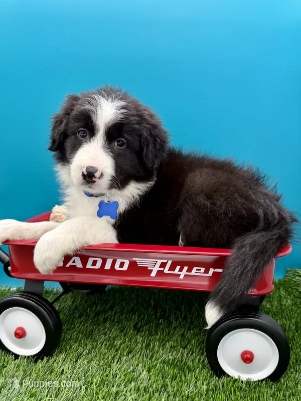Blue Collar Black/White M – Border Collie puppy for sale in Inman, SC