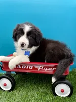 Blue Collar Black/White M, a male Border Collie for sale in Inman, SC – 1 of 10