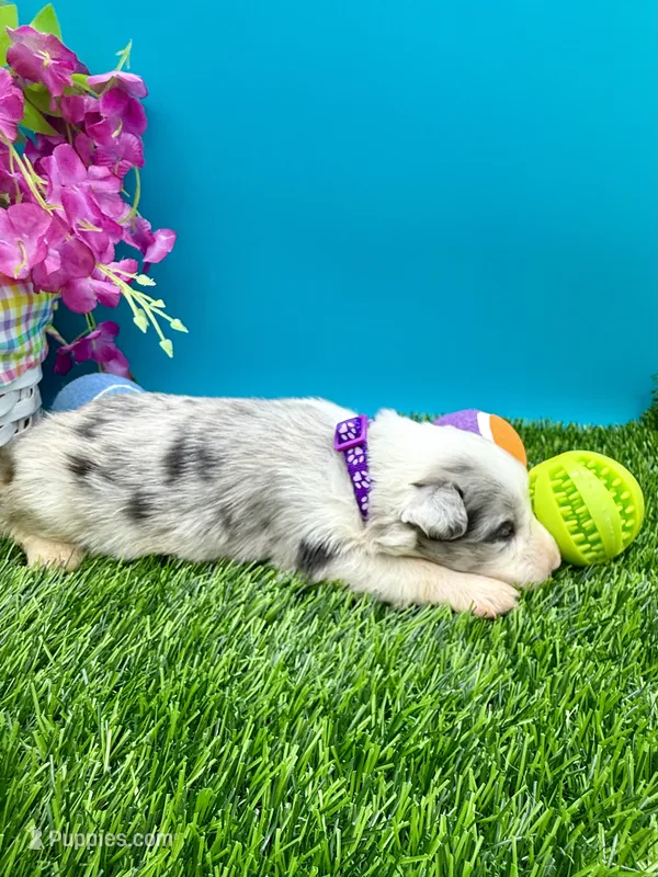 Purple Collar Blue Merle M – Border Collie puppy for sale in Inman, SC