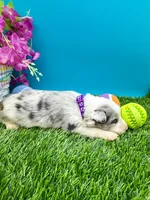 Purple Collar Blue Merle M, a male Border Collie for sale in Inman, SC – 1 of 7