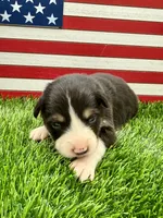 Orange Collar B&W Tri Female, a female Border Collie for sale in Inman, SC – 3 of 7
