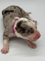 Pink Collar Blue Merle F, a female Border Collie for sale in Inman, SC – Photo 4 of 7