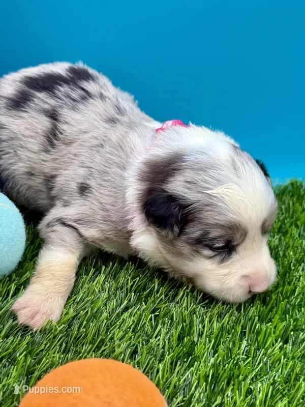 Pink Collar Blue Merle F – Border Collie puppy for sale in Inman, SC