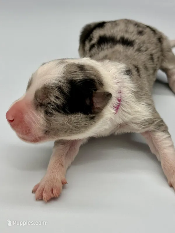 Pink Collar Blue Merle F – Border Collie puppy for sale in Inman, SC