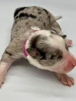 Pink Collar Blue Merle F, a female Border Collie for sale in Inman, SC – Photo 3 of 7