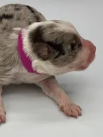 Pink Collar Blue Merle F, a female Border Collie for sale in Inman, SC – Photo 2 of 7