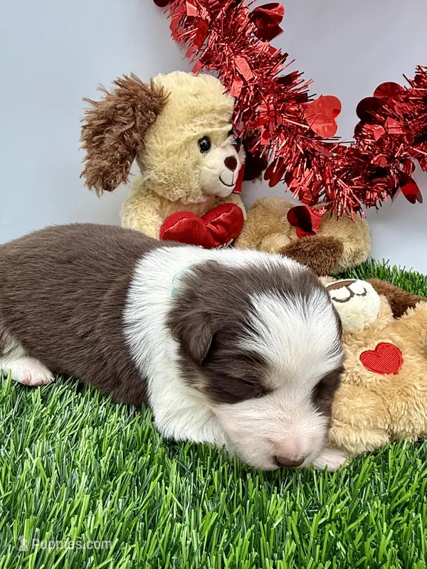 Red/White Tri F Teal Collar