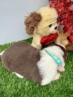 Red/White Tri F Teal Collar, a female Border Collie for sale in Inman, SC – Photo 4 of 8