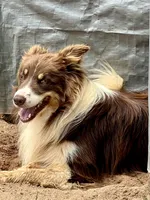 Red/White Tri F Teal Collar, a female Border Collie for sale in Inman, SC – Photo 8 of 8