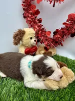 Red/White Tri F Teal Collar, a female Border Collie for sale in Inman, SC – Photo 3 of 8