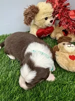 Red/White Tri F Teal Collar, a female Border Collie for sale in Inman, SC – Photo 2 of 8