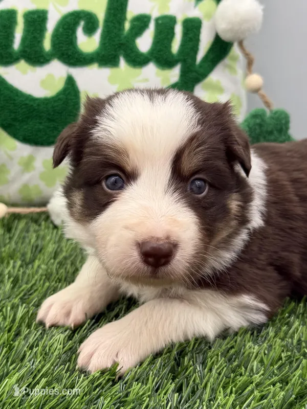 Red/White Tri F Teal Collar