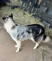 Red/White Tri F Teal Collar, a female Border Collie for sale in Inman, SC – Photo 7 of 8
