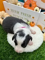 Black & White Female Pink collar, a female Border Collie for sale in Inman, SC – 2 of 4