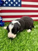Blue Collar B&W male, a male Border Collie for sale in Inman, SC – 3 of 8