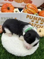 Black & White Male Green collar, a male Border Collie for sale in Inman, SC – 4 of 6
