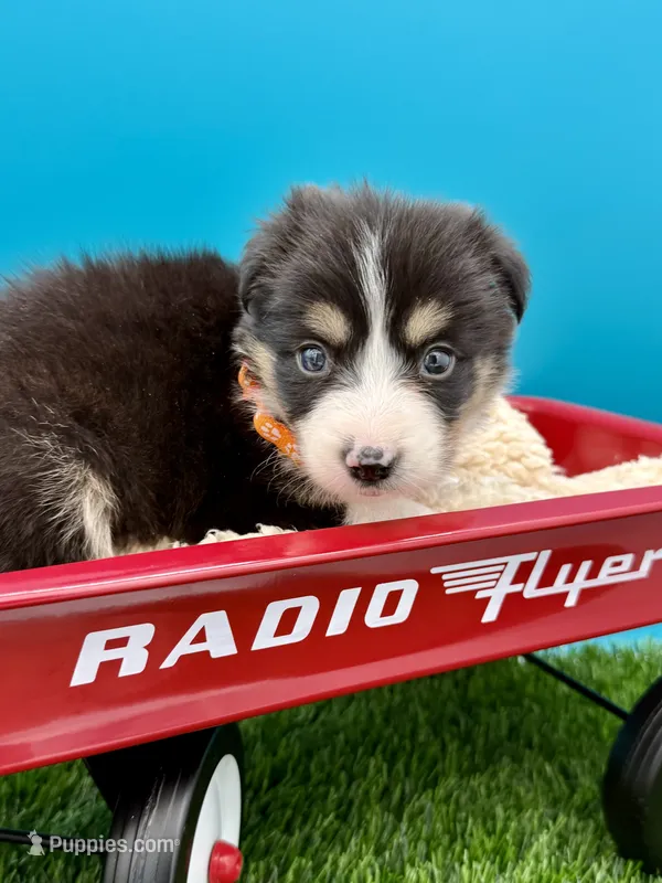 Orange Collar B&W Tri Female – Border Collie puppy for sale in Inman, SC