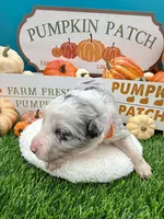 Blue Merle Female Orange collar, a female Border Collie for sale in Inman, SC – 2 of 5