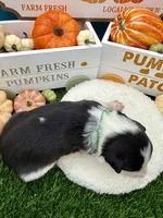 Black & White Male Green collar, a male Border Collie for sale in Inman, SC – 3 of 6