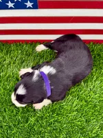 Purple collar B&W male, a male Border Collie for sale in Inman, SC – 4 of 7