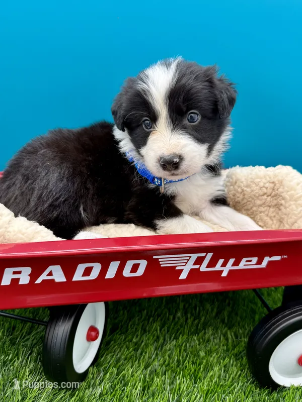 Blue Collar B&W male – Border Collie puppy for sale in Inman, SC