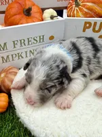 Blue Merle Male Teal Blue collar, a male Border Collie for sale in Inman, SC – 3 of 4