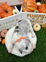 Blue Merle Female Orange collar, a female Border Collie for sale in Inman, SC – 3 of 5