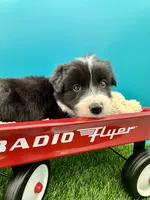 Purple collar B&W male, a male Border Collie for sale in Inman, SC – 1 of 10