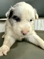 Purple Collar Blue Merle M, a male Border Collie for sale in Inman, SC – 2 of 7