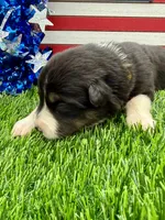 Yellow collar B&W Tri female, a female Border Collie for sale in Inman, SC – 2 of 7