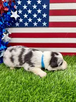 Teal Collar BM female, a female Border Collie for sale in Inman, SC – 4 of 7