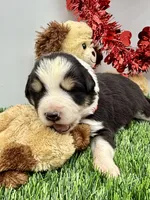 Black/White Tri F Red Collar, a female Border Collie for sale in Inman, SC – Photo 2 of 8