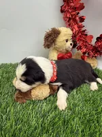 Black/White Tri F Red Collar, a female Border Collie for sale in Inman, SC – Photo 4 of 8