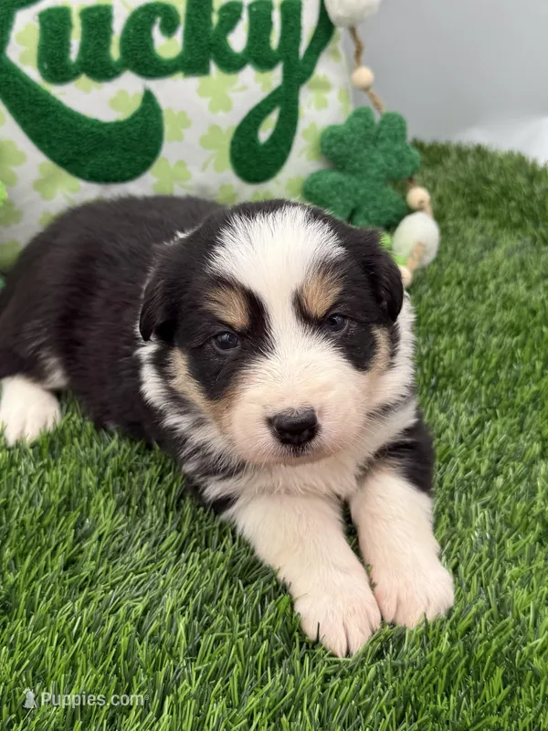 Black/White Tri F Red Collar