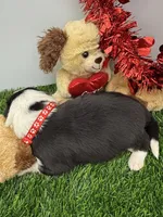 Black/White Tri F Red Collar, a female Border Collie for sale in Inman, SC – Photo 3 of 8