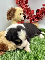 Black/White Tri F Red Collar, a female Border Collie for sale in Inman, SC – Photo 1 of 8